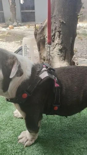 Peitoral para cães 