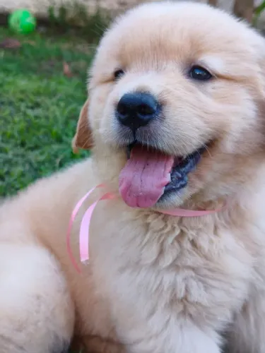 Filhotes de Golden Retriever
