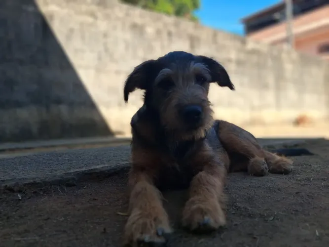 Lindos filhotes com Quatro meses de idade 