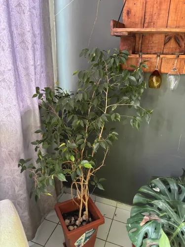 Vaso de chão G com pé de café de Jardim adulto.