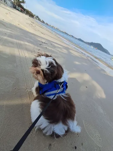 Vendo shitzu 4 meses machinho