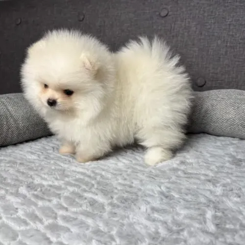 Vendo lindos filhotes de Spitz Alemão anão/ Lulu-da-pomerânia