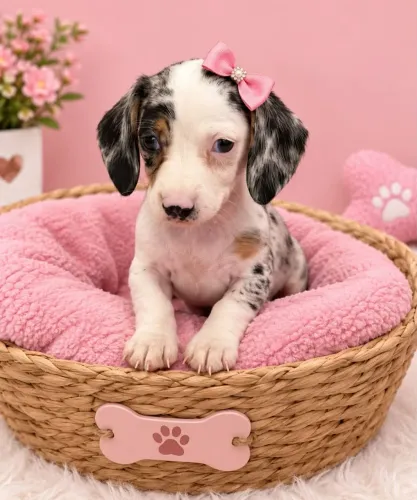 Basset 