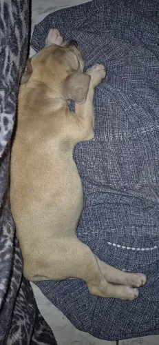 Cachorro