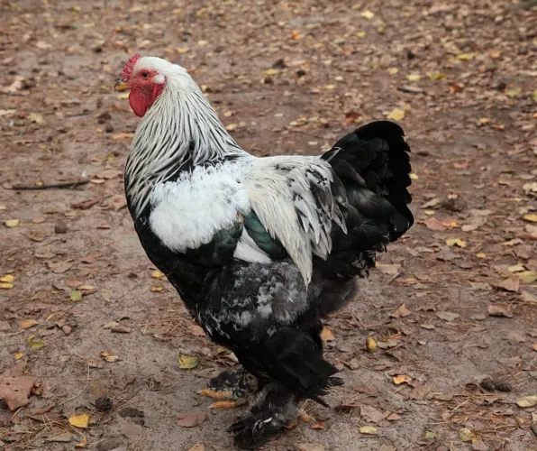 Galinhas Brahma