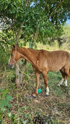 Cavalo 5000