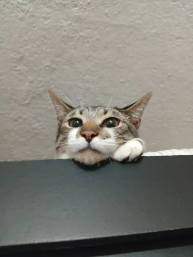 Doação - Gato Macho 
