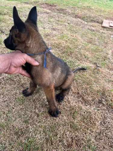 Filhote de pastor alemão beuga malinois