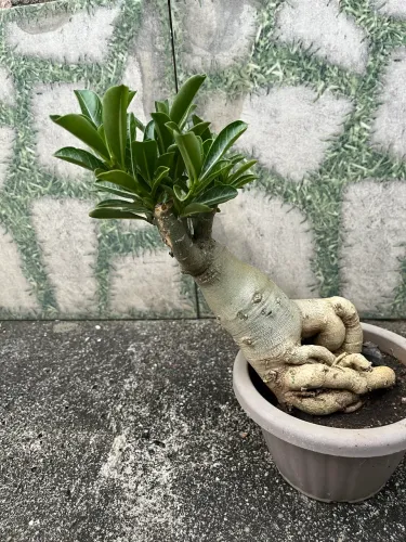 Rosa Do Deserto Sem Floração