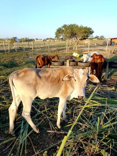 Vendo bezerra