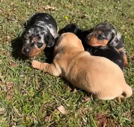 Dachshund, Salsicha, Cofap, Teckel 
