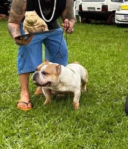 Filhotes de American bully micro