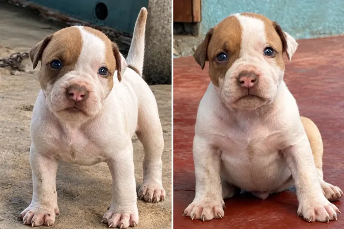 Filhotes de pit monster apenas 26 dias 