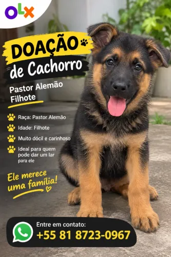 doação de pastor alemão filhote 