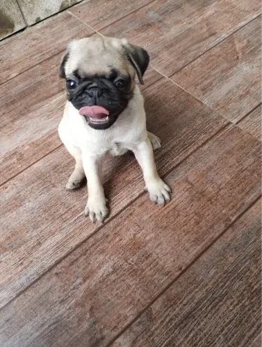 Pug fêmea 