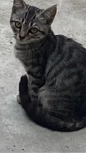 gatos para adoção