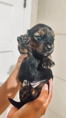 Filhote macho de daschunds, Teckel, Cofap, Basset, ou Salcicha pelo longo