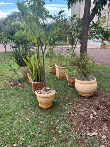 Vasos doação