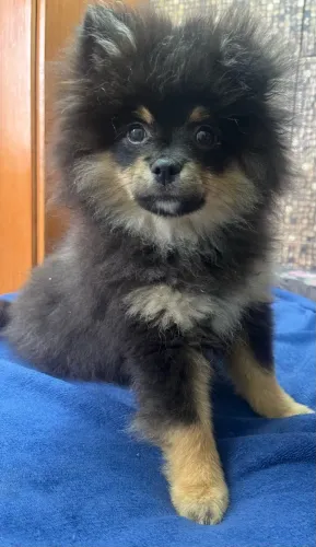 Filhote de Spitz alemão