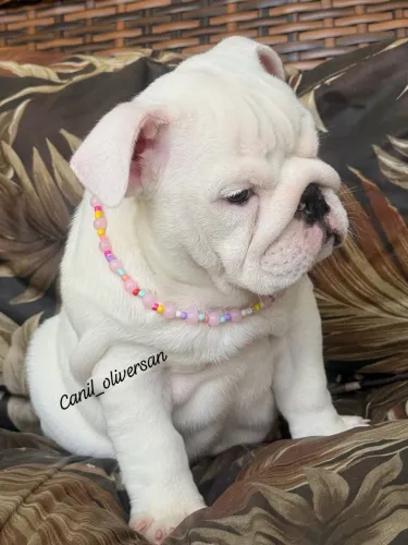 Buldogue inglês COM PEDIGREE