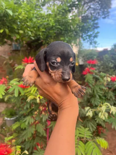 Filhotes de Dachshund (Salsicha) Disponíveis!