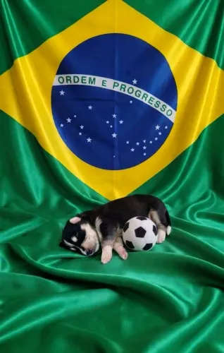 Husky siberiano com pedigre