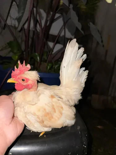 Vendo franguinho Nagasaki polaco 