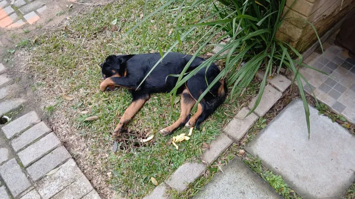 Doação de cachorro porte médio/grande