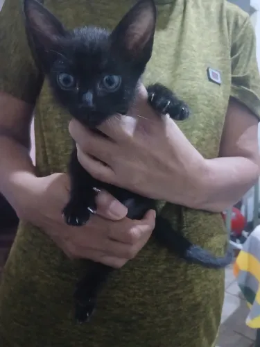 Gata para doação