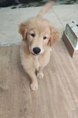 Golden Retriever 