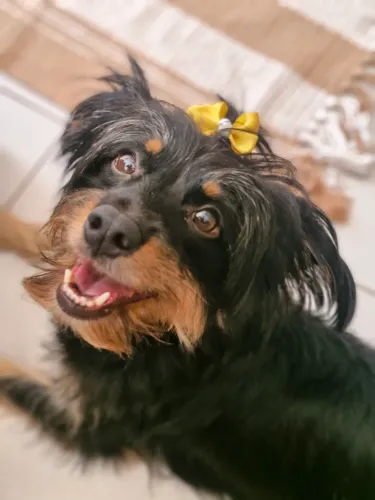 Passeador de Cães, Pet Sitter e Hotel Pet | Patas & Passos!<br>São Caetano