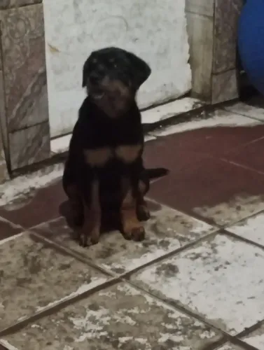 Filhotes de rottweiler lindos