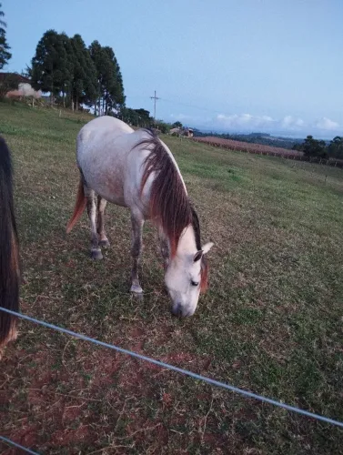 Vende-se uma Égua Mangalarga Tordilha