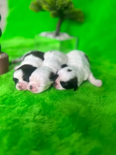 Shihtzu @CanilImpérioPereira