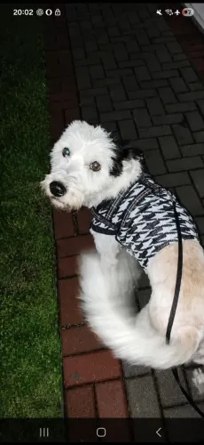 doa-se cachorrinho macho