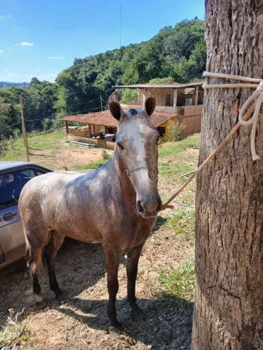 Potra Filé no precinho Papel na Mão