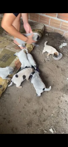 7 blue heeler pra vender 