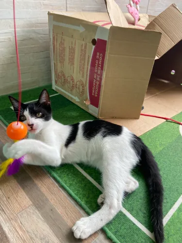 Gatinhos para adoção