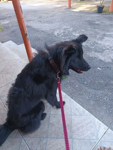 Cachorro porte médio para adoção