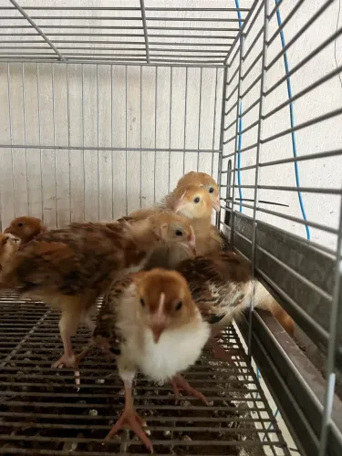 Pintinhos de Rodhia