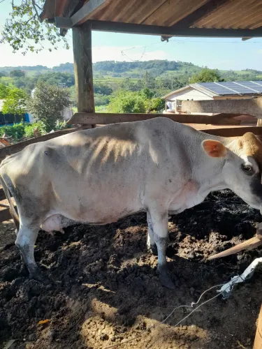 Vende-se Vaca jersey 