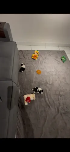 Shih Tzu Mini