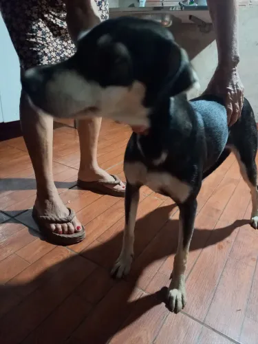 Doa-se essa cadela de porte médio 1 ano