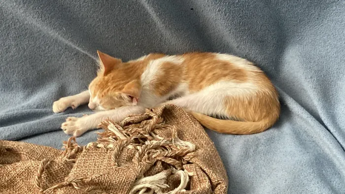 ? Gato Macho para Adoção Responsável | 8 Meses | FIV/FELV Negativo | Castração Facilitada