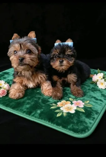 Yorkshire Terrier Padrão Miniatura