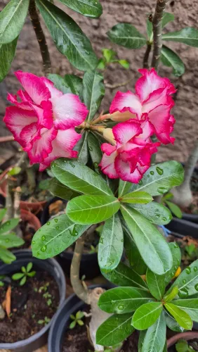 Rosas dos Deserto com vários enxertos disponiveis 