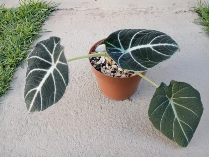 Alocasia Black Velvet.