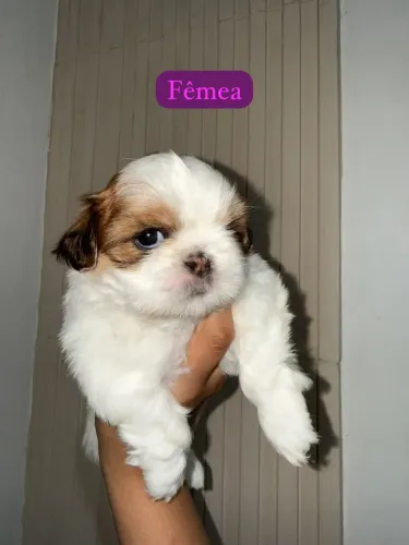 SHIH TZU