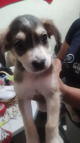 Doa lindos cachorrinhos eles precisa de uma pessoa carinhosa 
