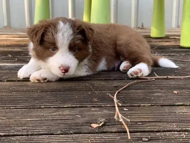Border collie inteligente e ativo